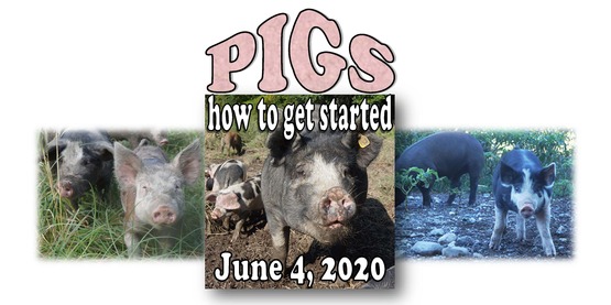 pig flyer