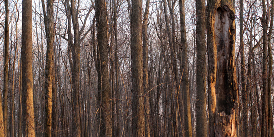 Tree Sap Drip Buckets