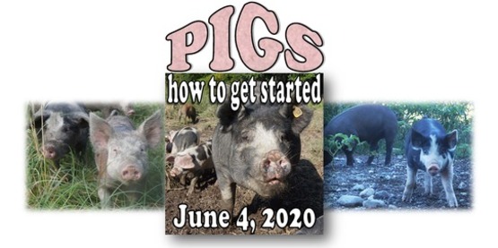 Pig production flyer. 