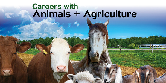 Careers with Animals and agriculture