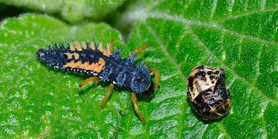 Ladybug Larva