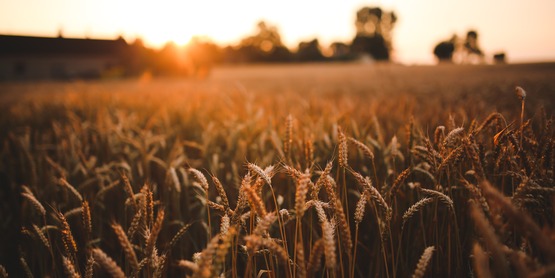 Field of grain. Sunsetting in the background. 
