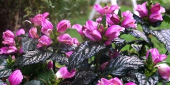 Turtlehead	Chelone obliqua 'Tiny Tortuga' 