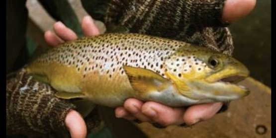 Fish out of water, in a man's hand, that is dying
