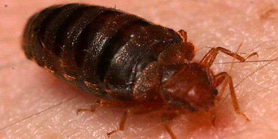 Bed Bug (Cinex Lectalarius)