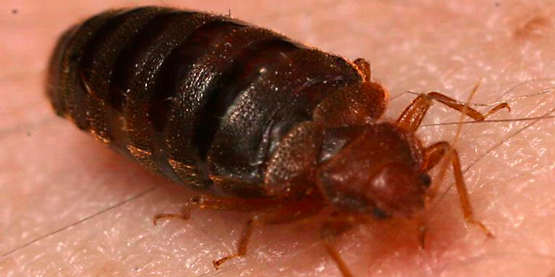 bed bug 
Cimex lectularius