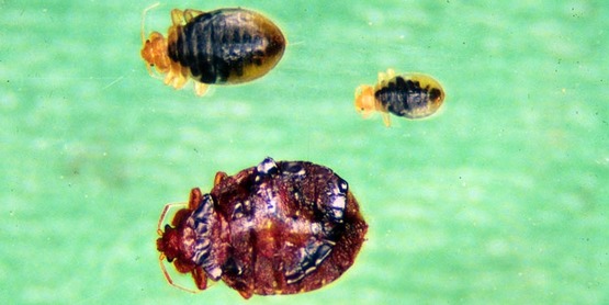 bed bug life cycle,
Cimex lectularius
