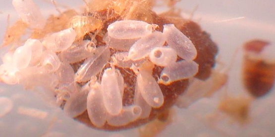 bed bug eggs,
Cimex lectularius 