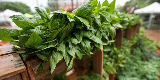 Basil and many other organic leafy greens are for sale by the Bigg Riggs Farm at Old Town Farmers' Market, in Alexandria, VA, on Saturday, Jun. 27, 2015.
