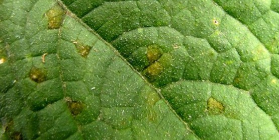 Curcubit Downey Mildew