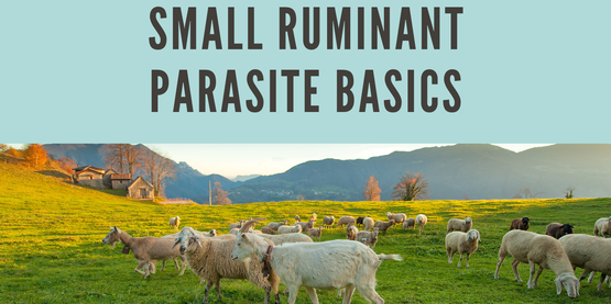 Small ruminant parasites