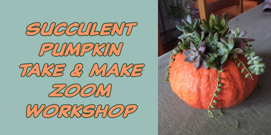 succulent pumpkins