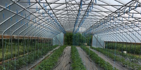 hightunnel