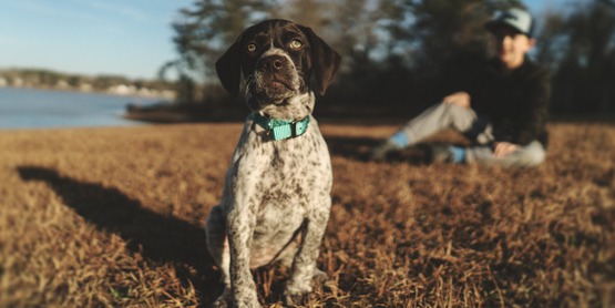 Puppy sitting in the grass. A child is in the background blurred. 