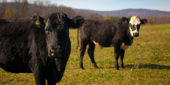 Beef cattle at Polyface Farm, Va.