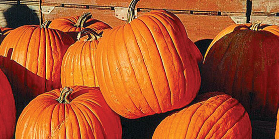 pumpkins