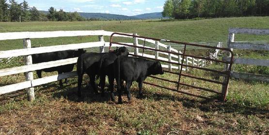 Feeder Calves