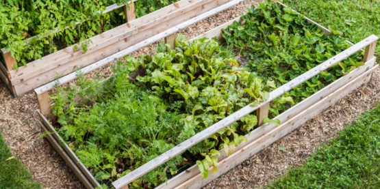 Cornell Cooperative Extension | Specialty Vegetables for Market Gardeners