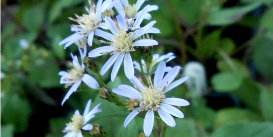 blue aster