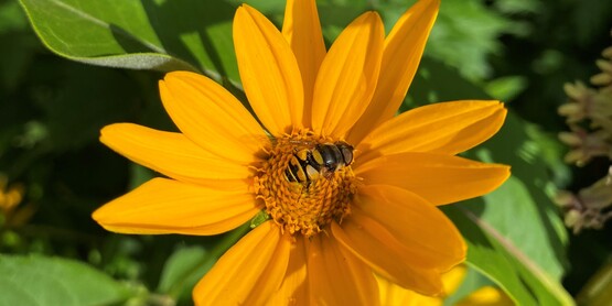 Hover flies are important garden pest biocontrols