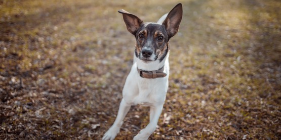 A brown and white dog sitting in a field. 