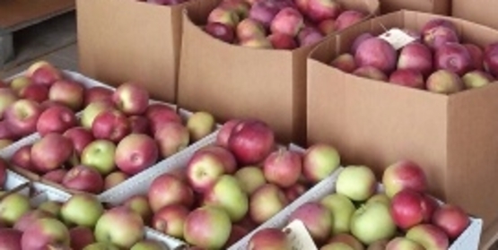 fall harvest