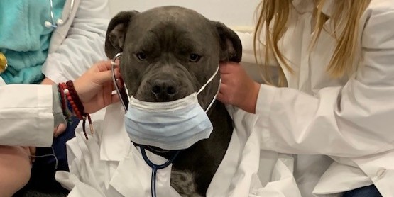 vet science