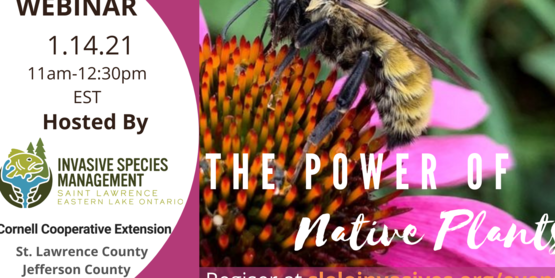 Power of Native Plants Webinar