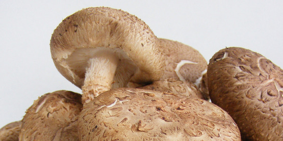 mushrooms