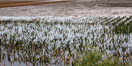 Quincy, IL, June 20, 2008 -- Fields of corn are flooded and crops may be ruined for the year by the flooding waters of the Mississippi River in southern Illinois. 