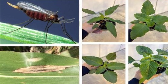 field crops pictures