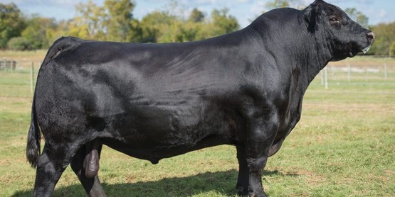 Cattle Genetics
