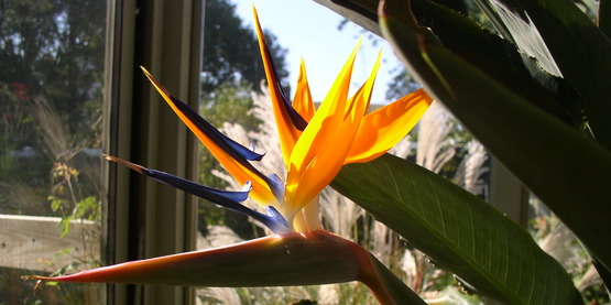 Houseplants