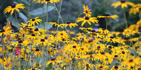 field of Black-eyed Susans