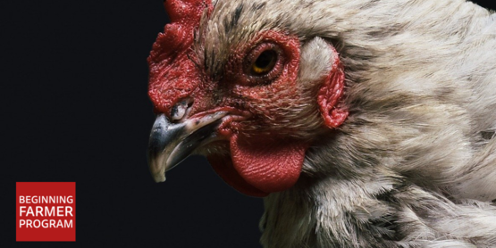 chickens