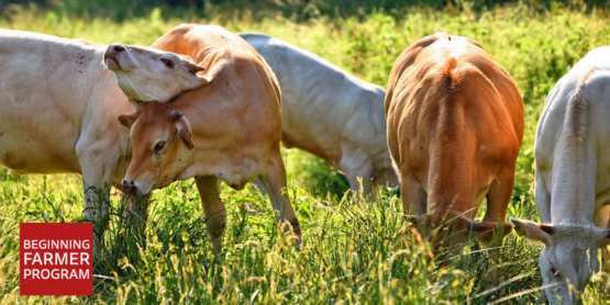 rotational grazing