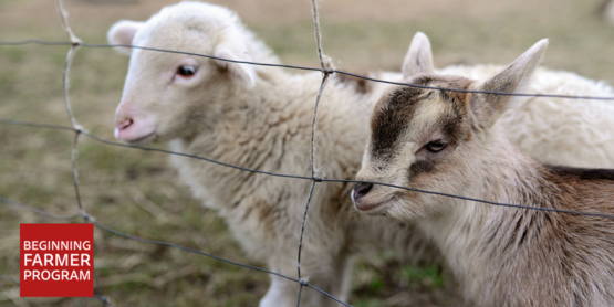 sheep