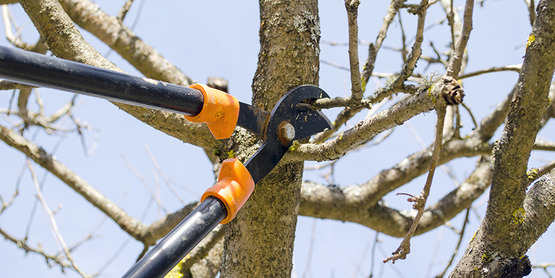 pruning