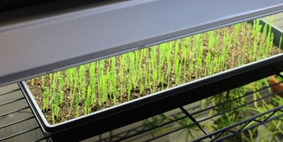 seed starting