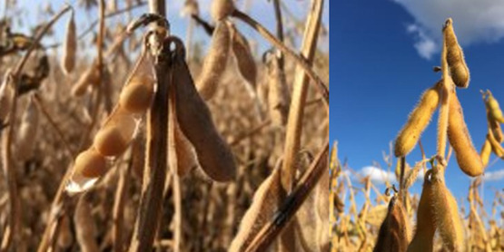 soybeans