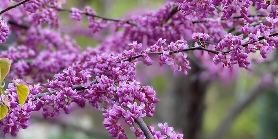 Redbud Tree