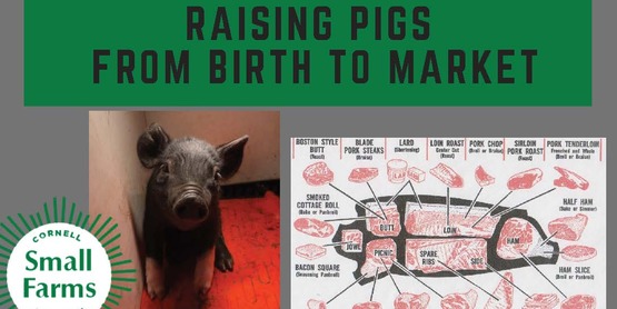 Raising Pigs
