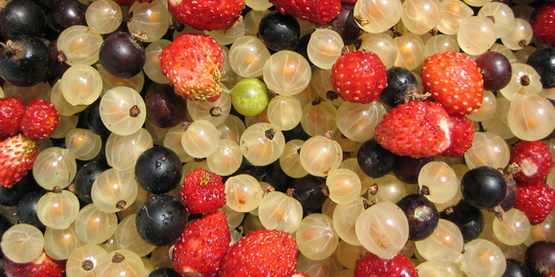 Small Fruit Mix, gooseberries, currants, strawberries