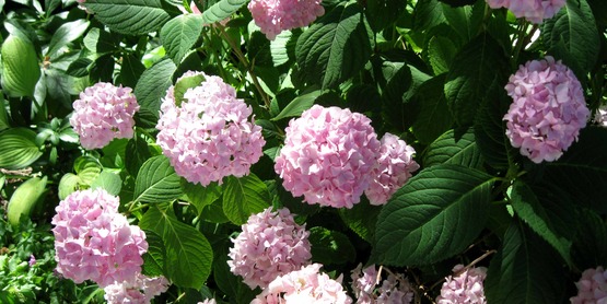 hydrangea