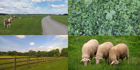 pasture pictures