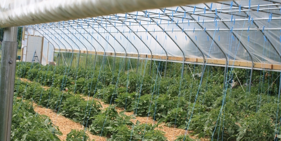 tunnel tomatoes