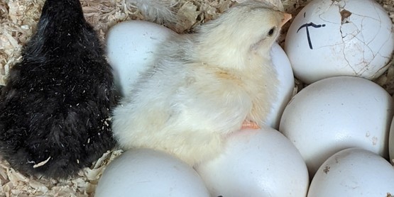 Hatching