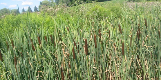 Cattails in a ditch, Dryden NY