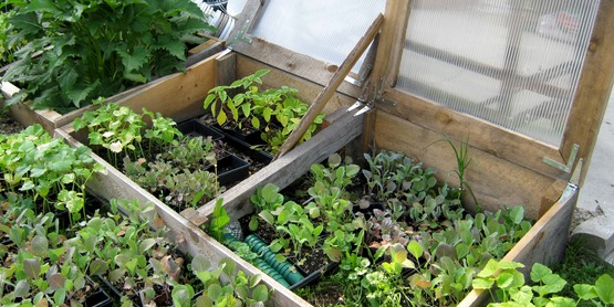 cold frames with flats of small plants, at the CCE-Tompkins Education Center