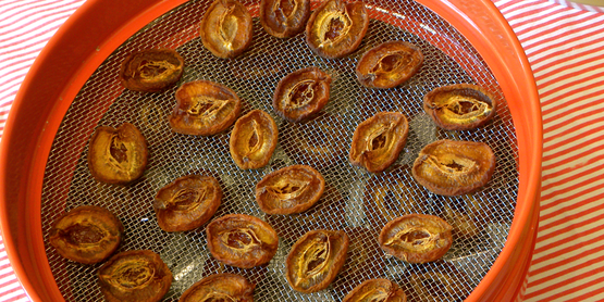 Apricots in an electric food dryer/ food drying